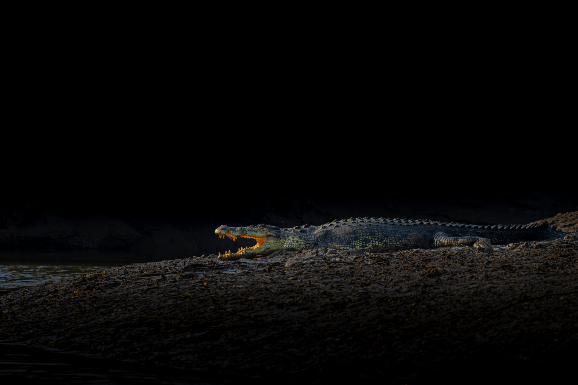 Crocodile basking