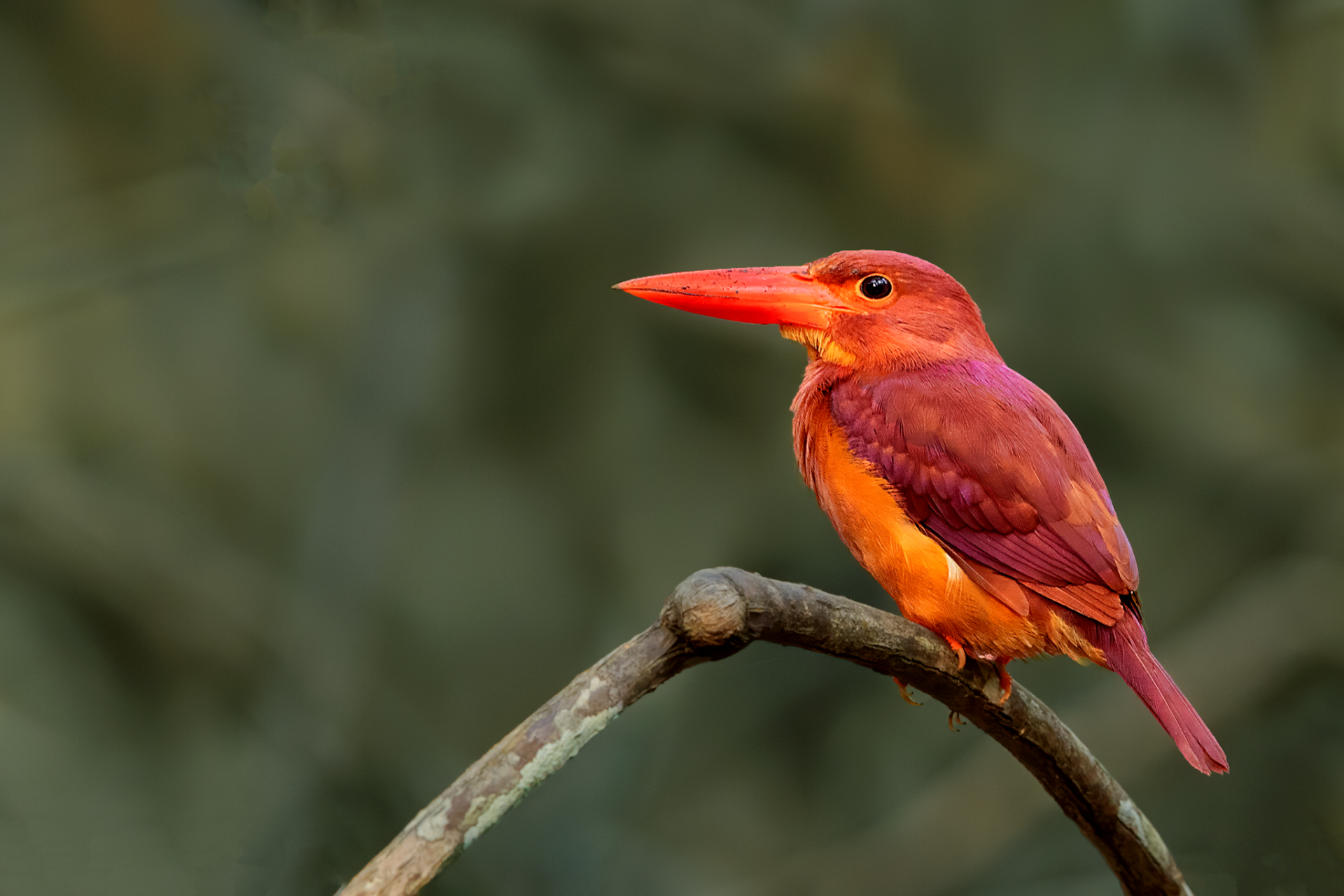 Ruddy Kingfisher