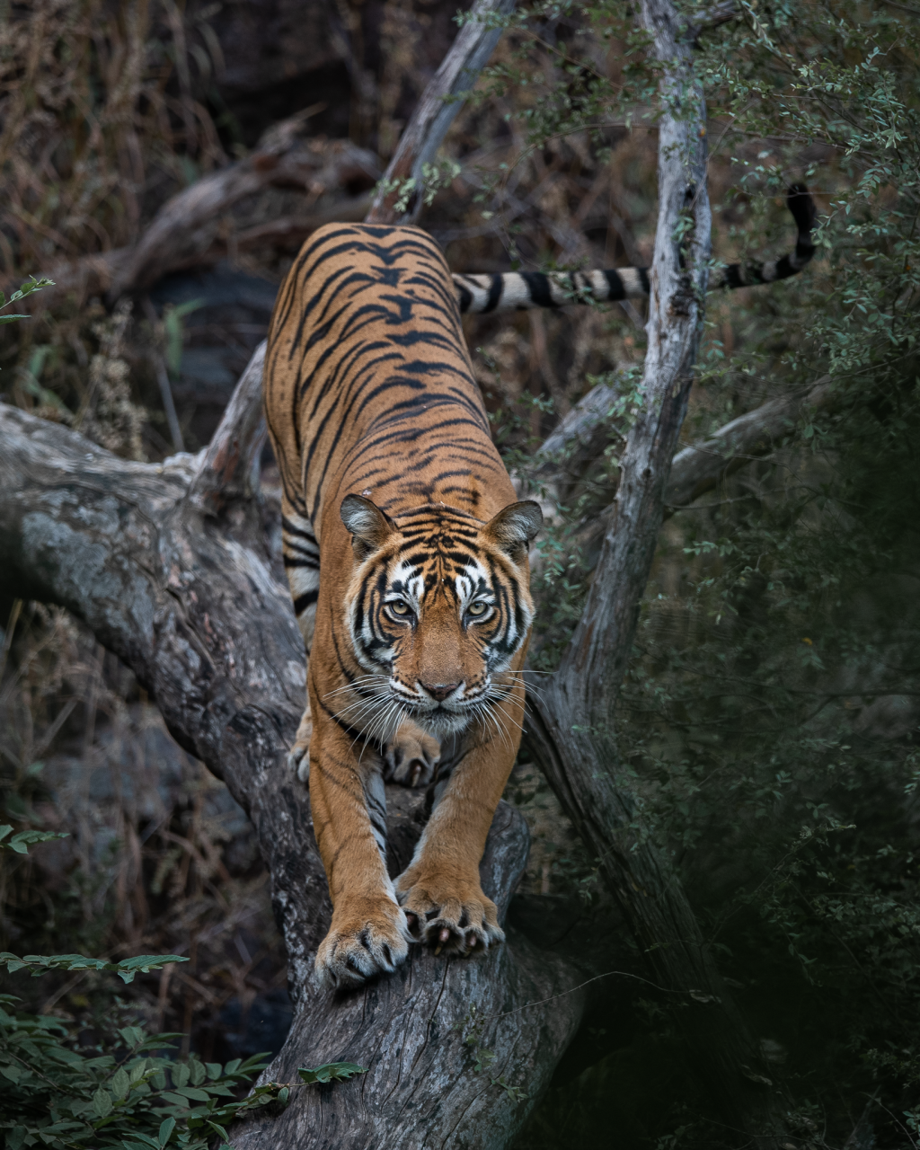 Tiger on tree