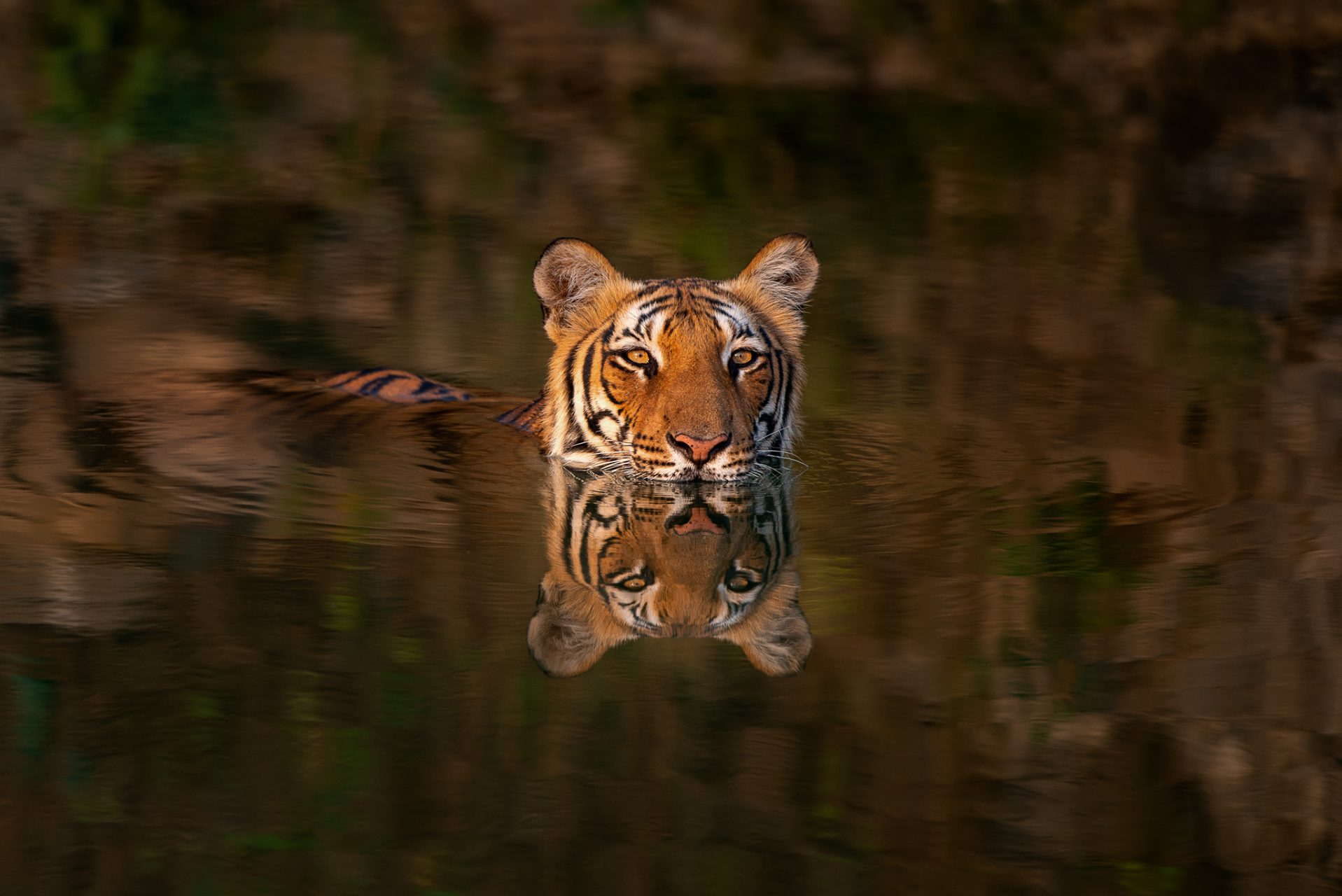 Paro in pool