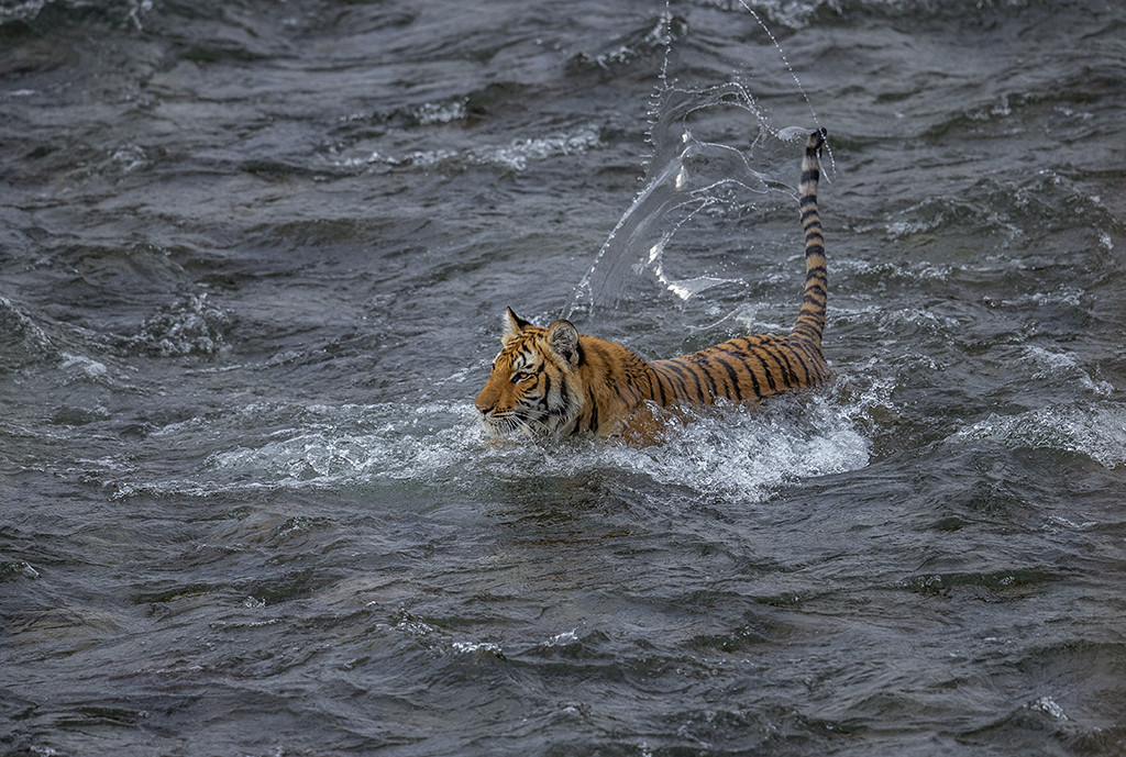 Tigers Love Water