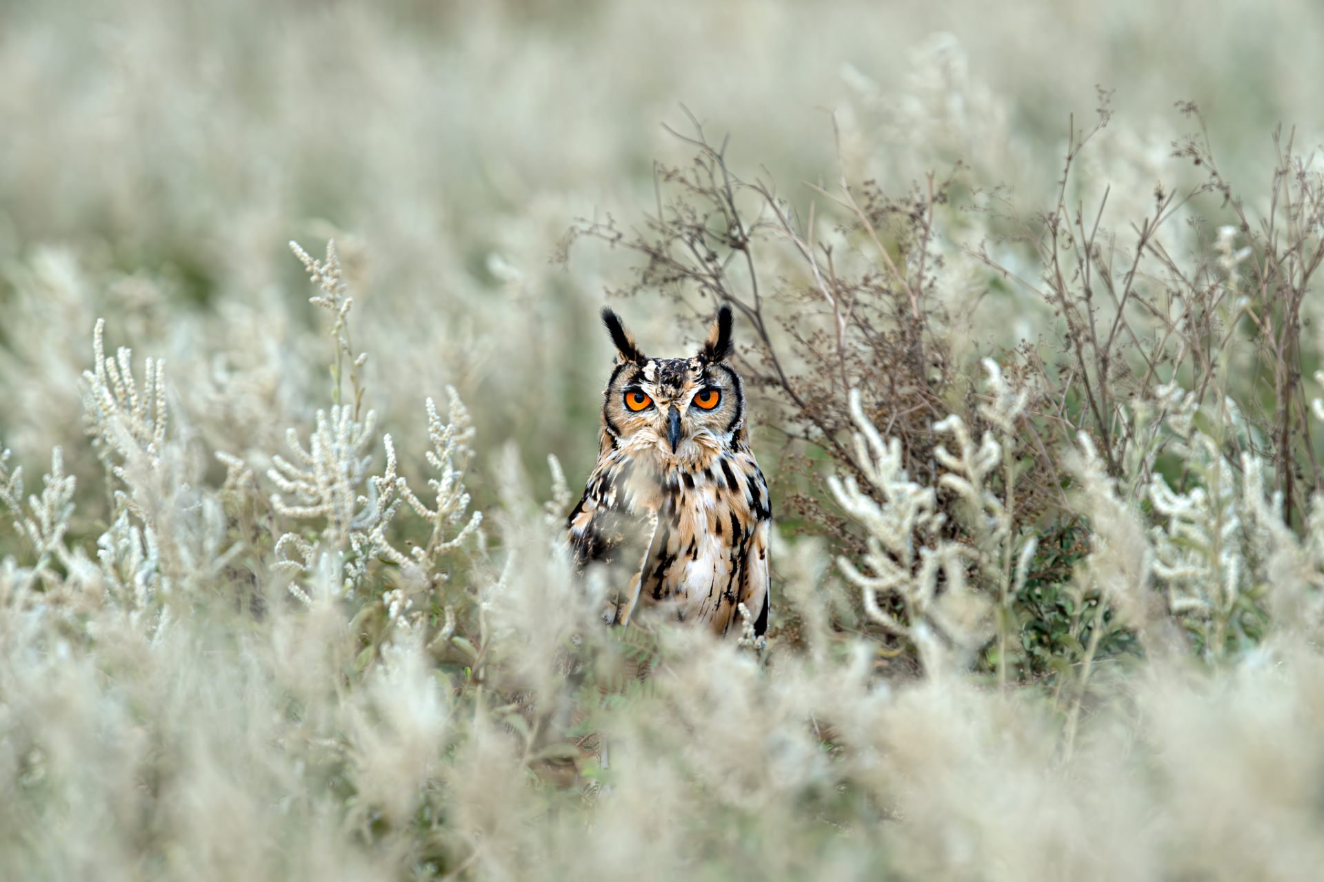 Indian Eagle Owl