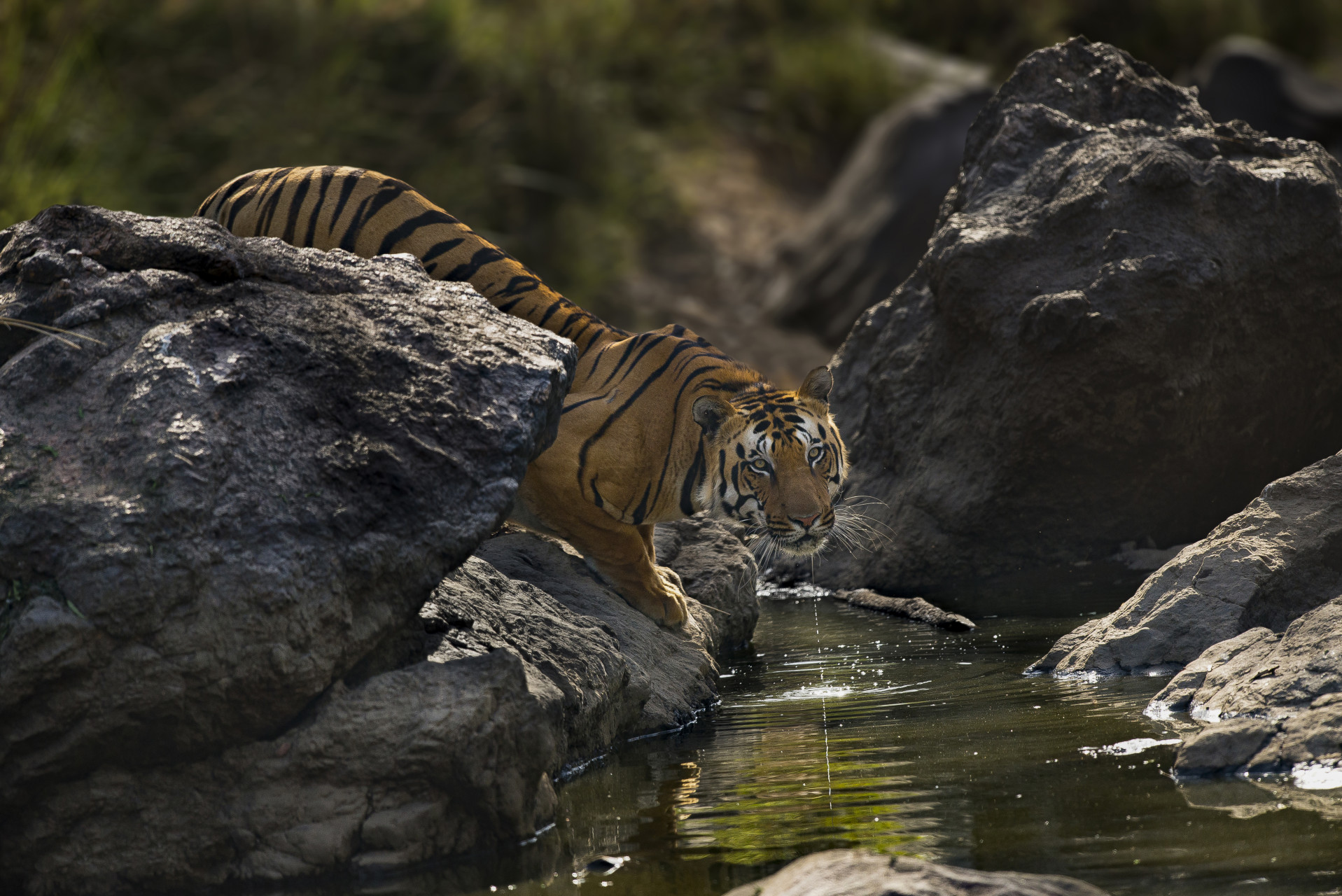 Male Tiger