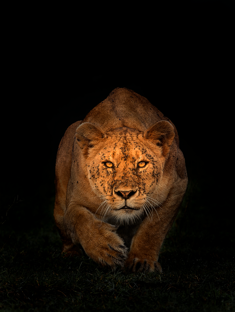 Stalking Lioness