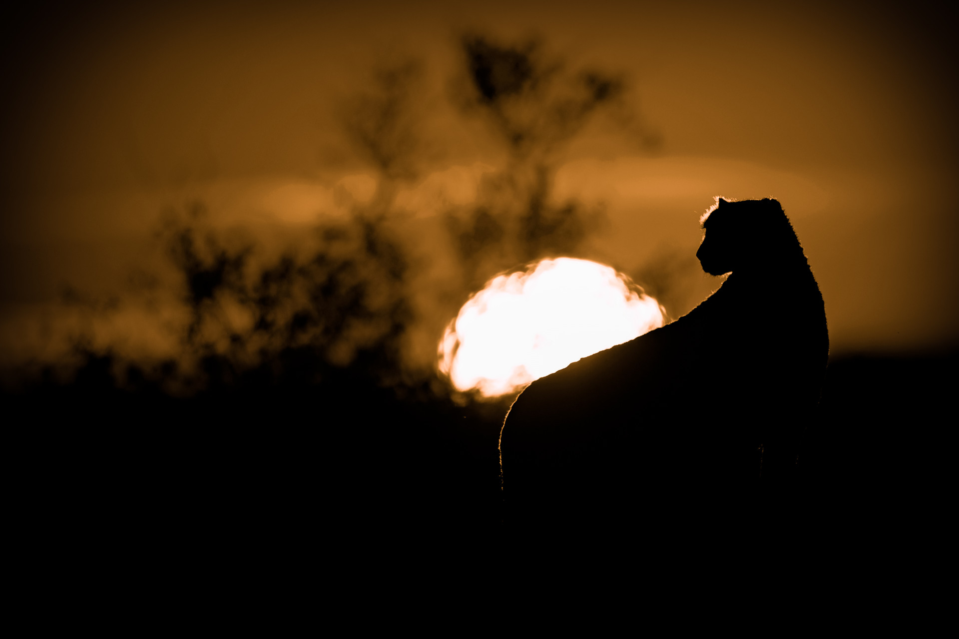 Cheetah sunset