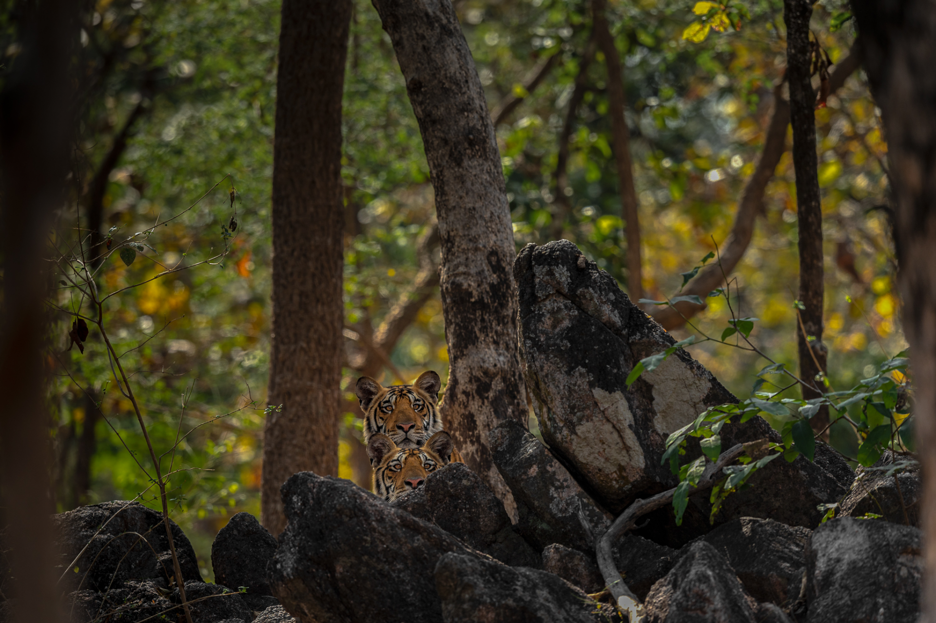 Peeping Tigers