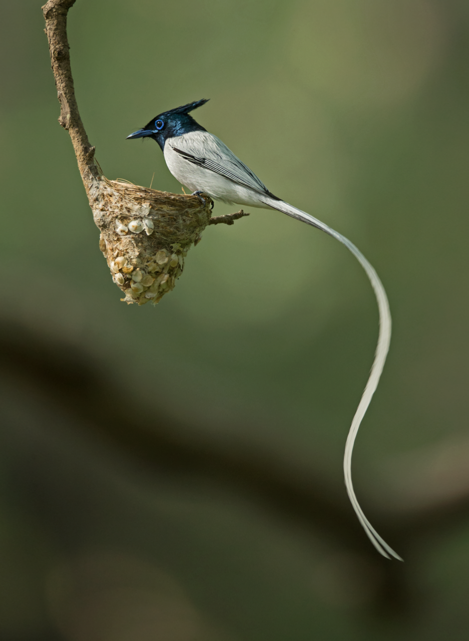 Paradise flycatcher