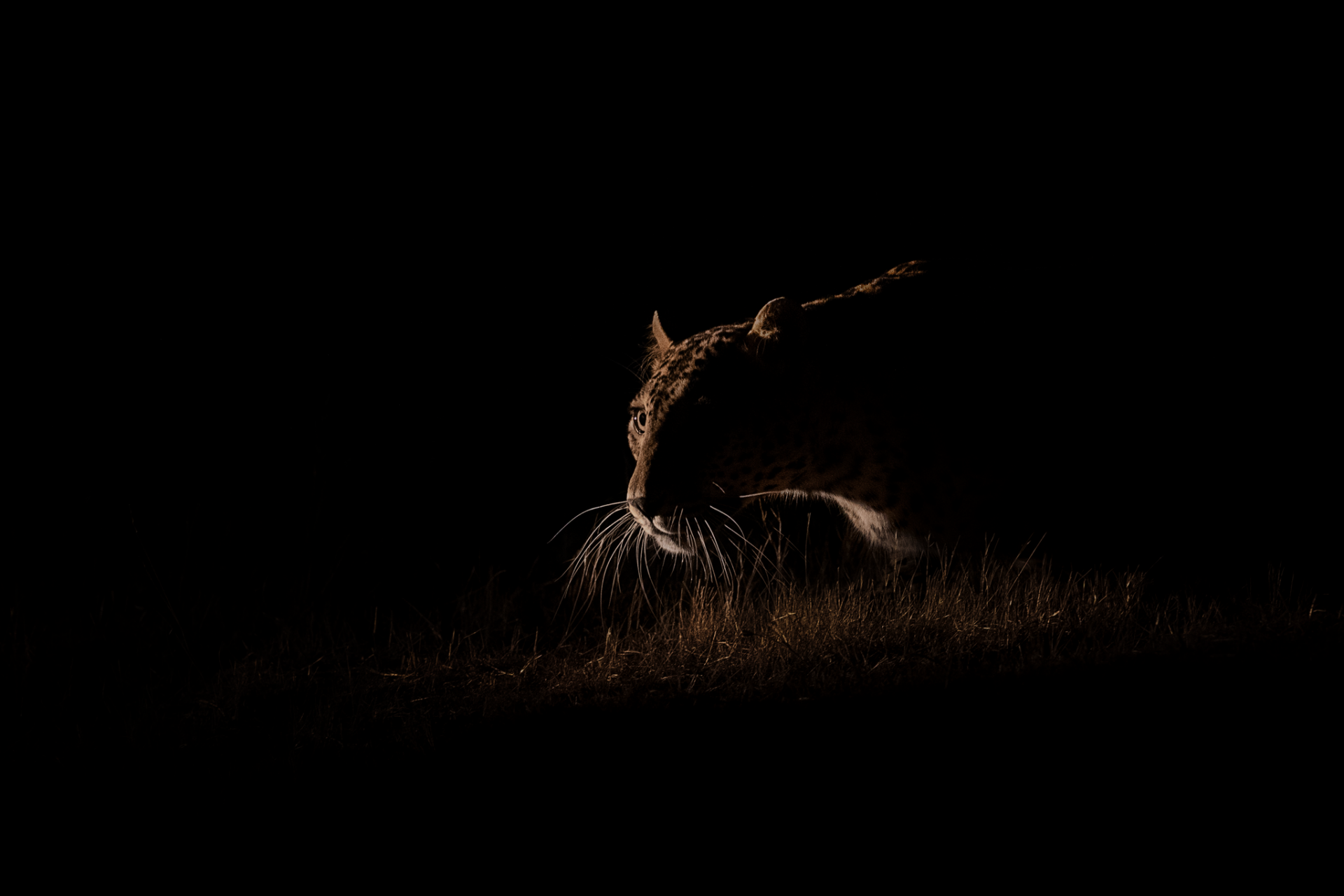 Stalking Leopard