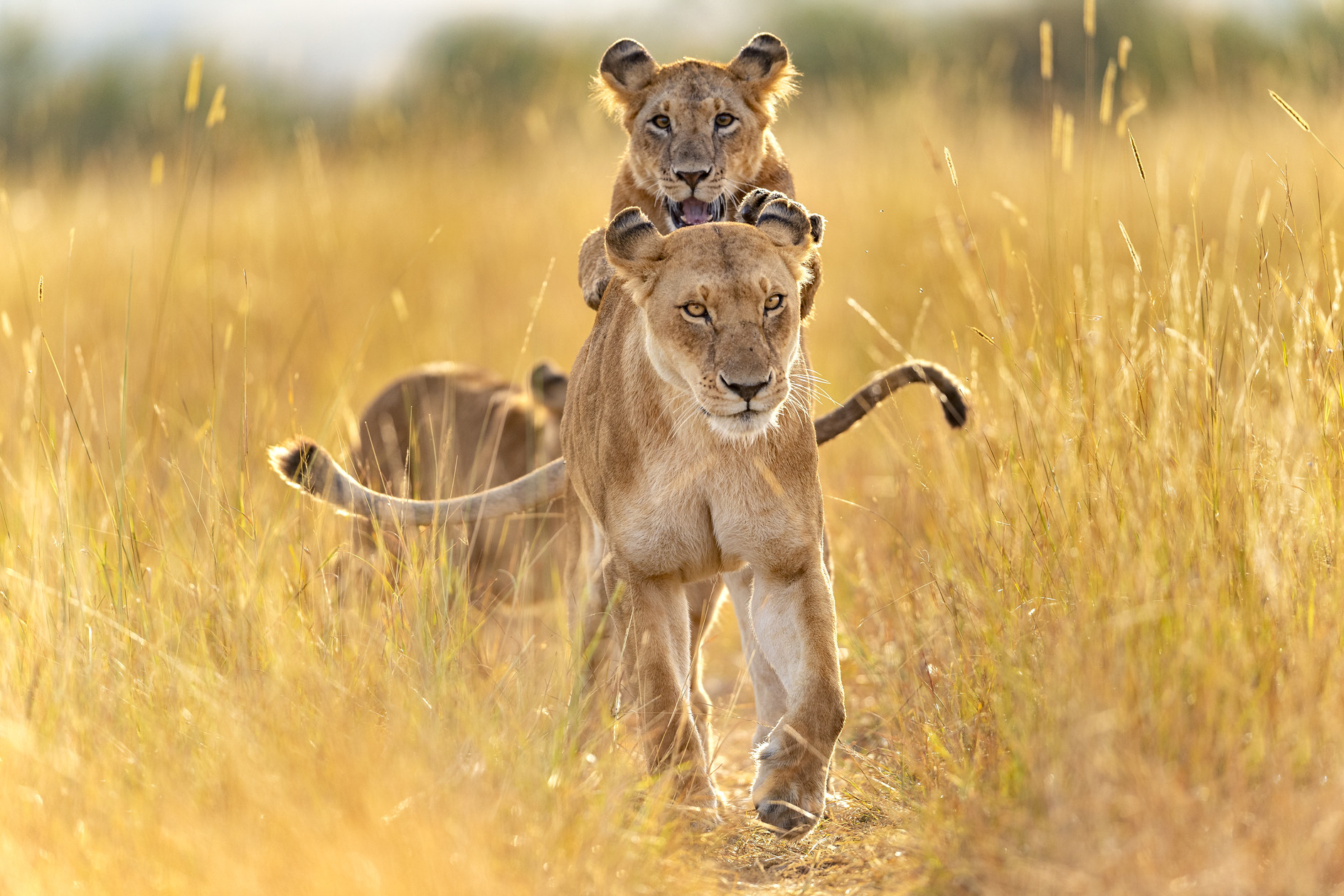 Riding on mom's back