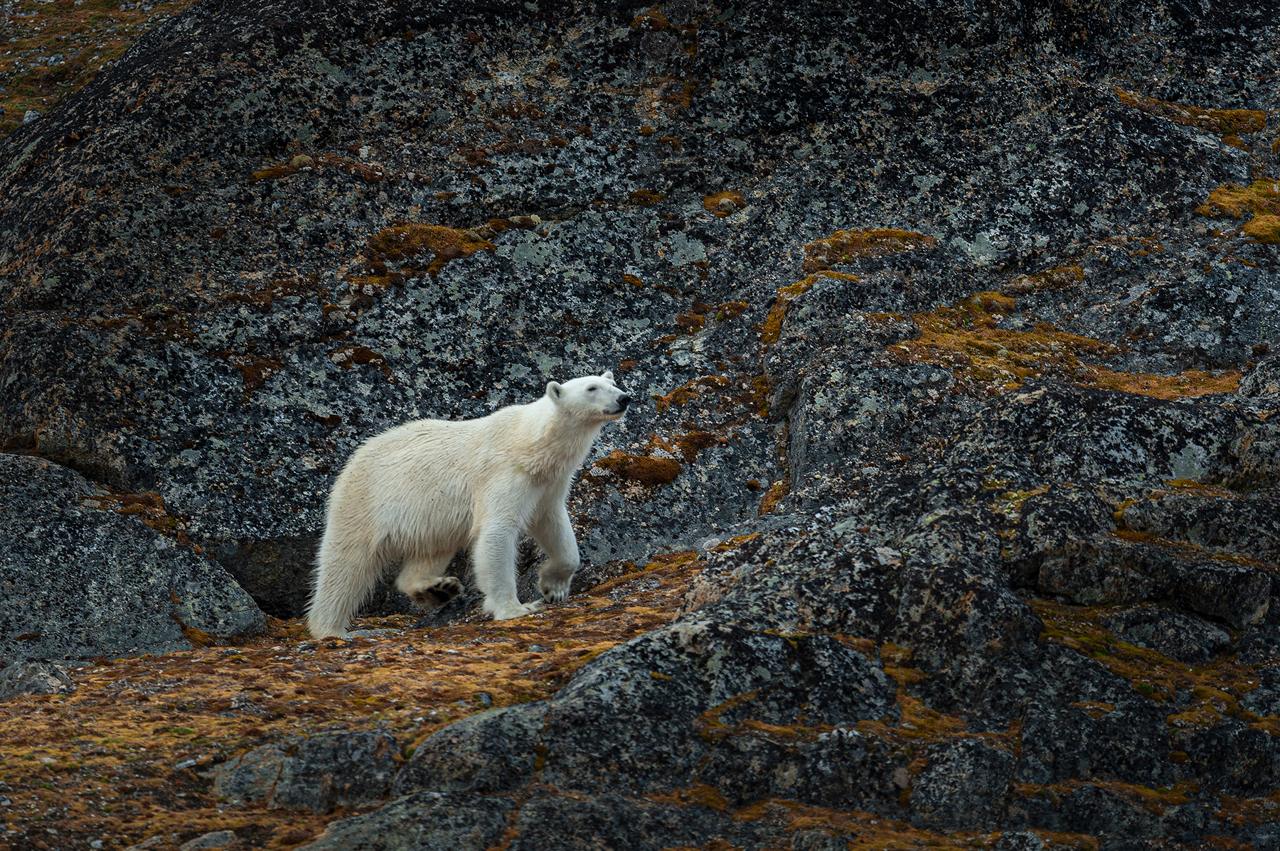 Polar Bear