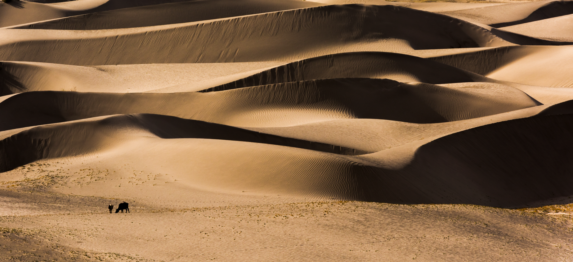 Sand Dunes Hunder