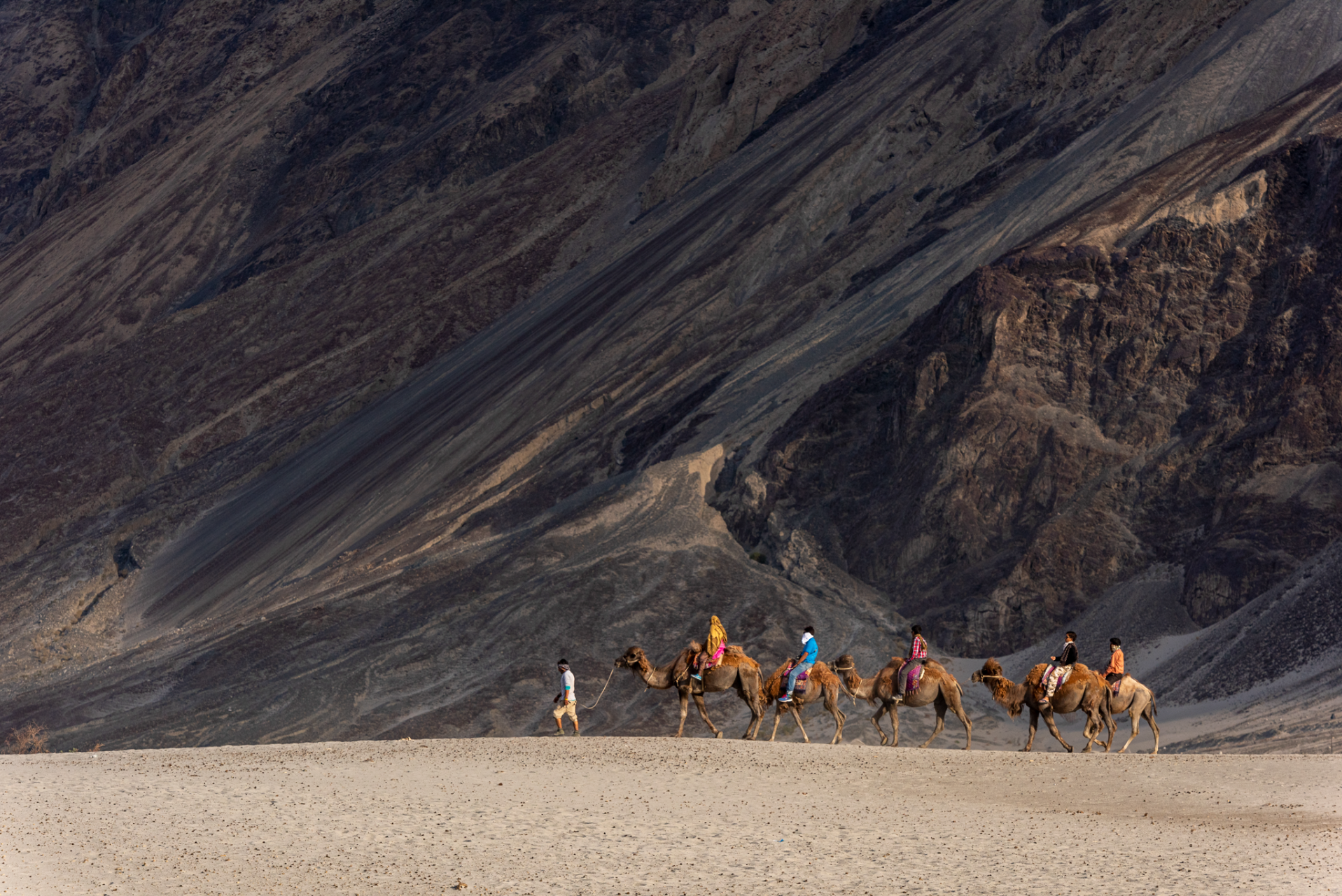 Bactrian Camel