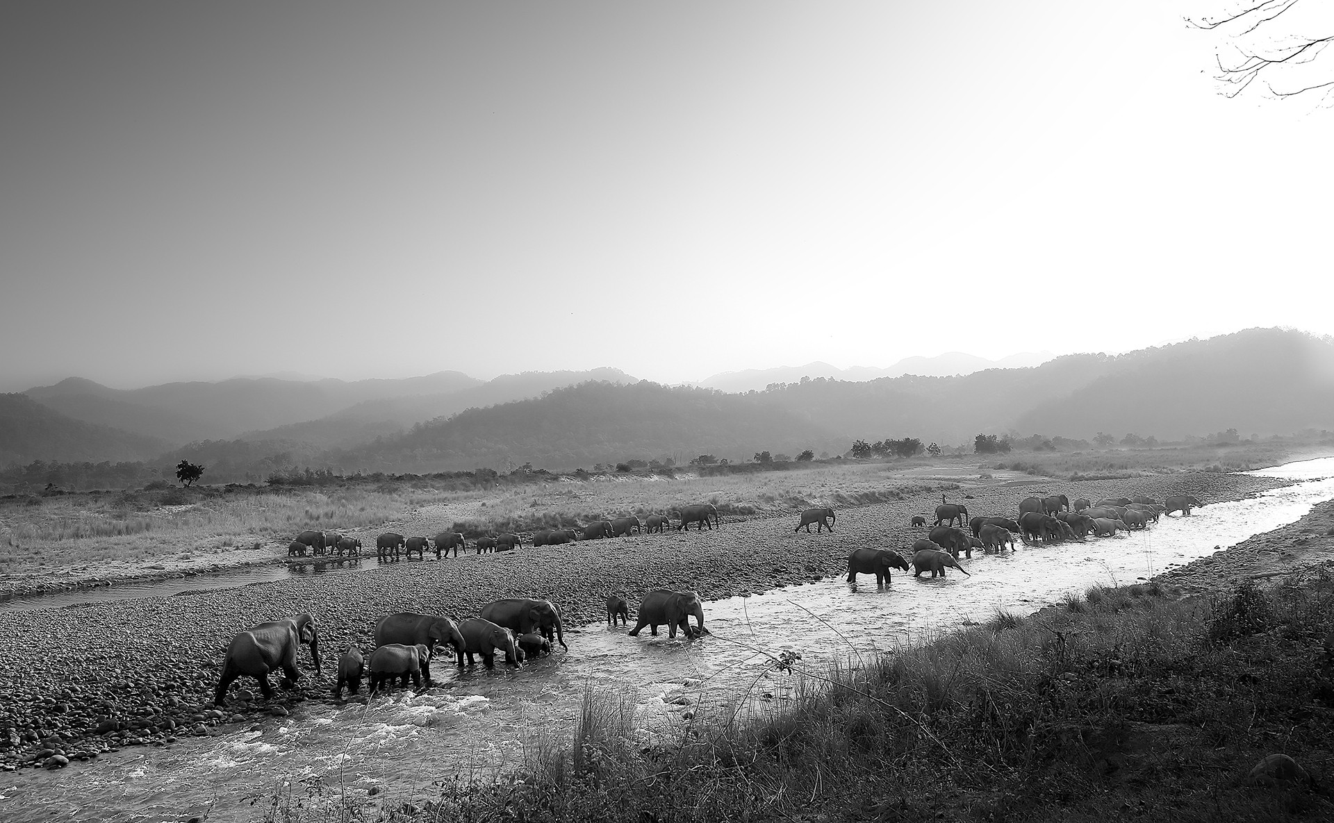 Elephant group