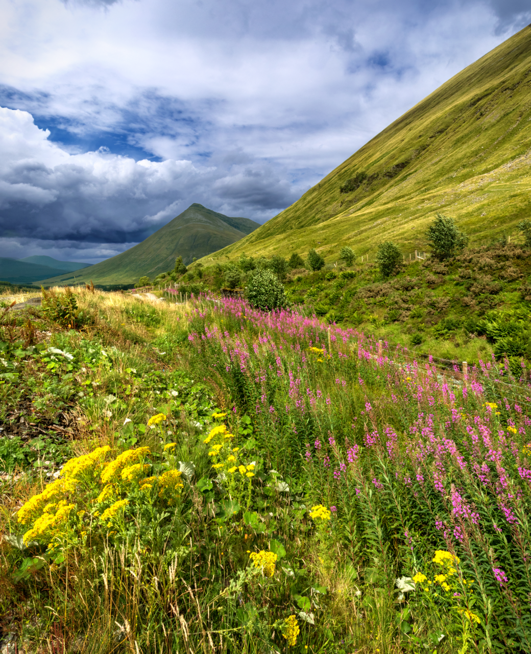 Path through flowers