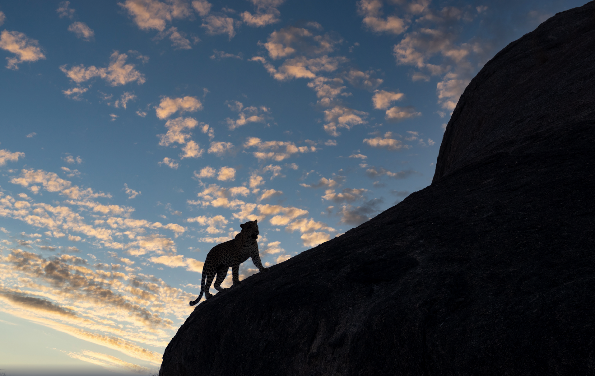 Leopard at twilight