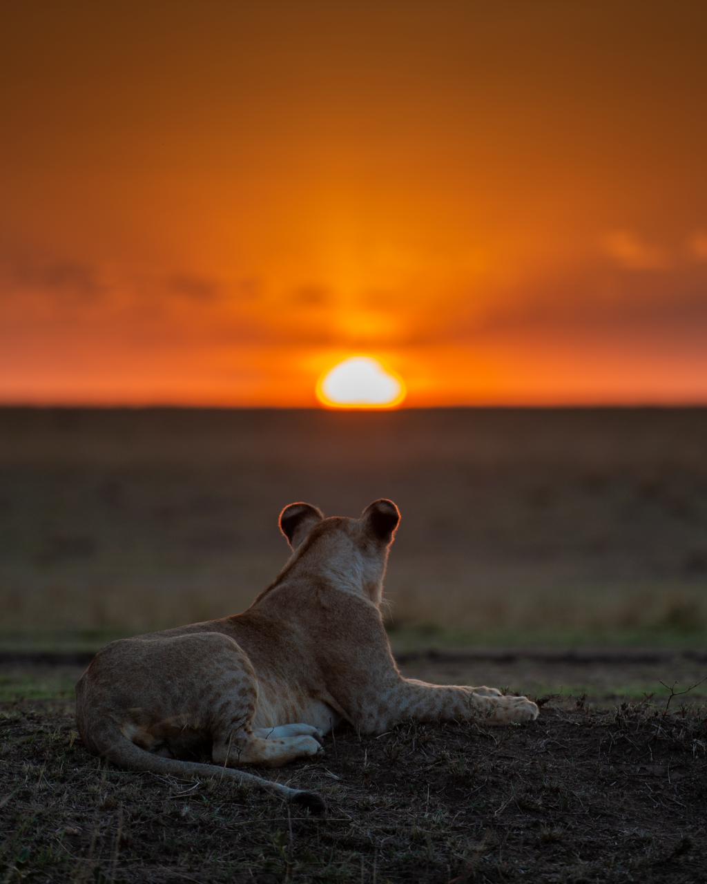 Lioness at sunrise