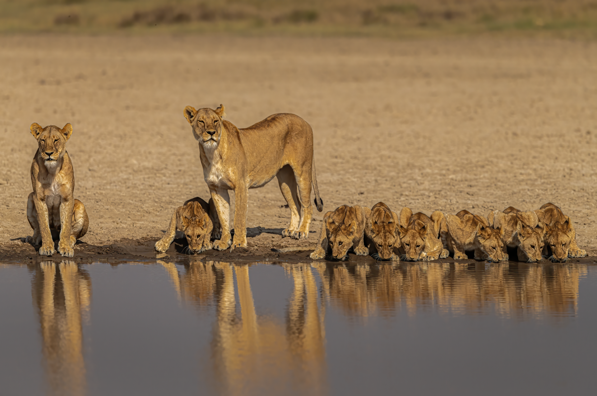 Lion and Cubs