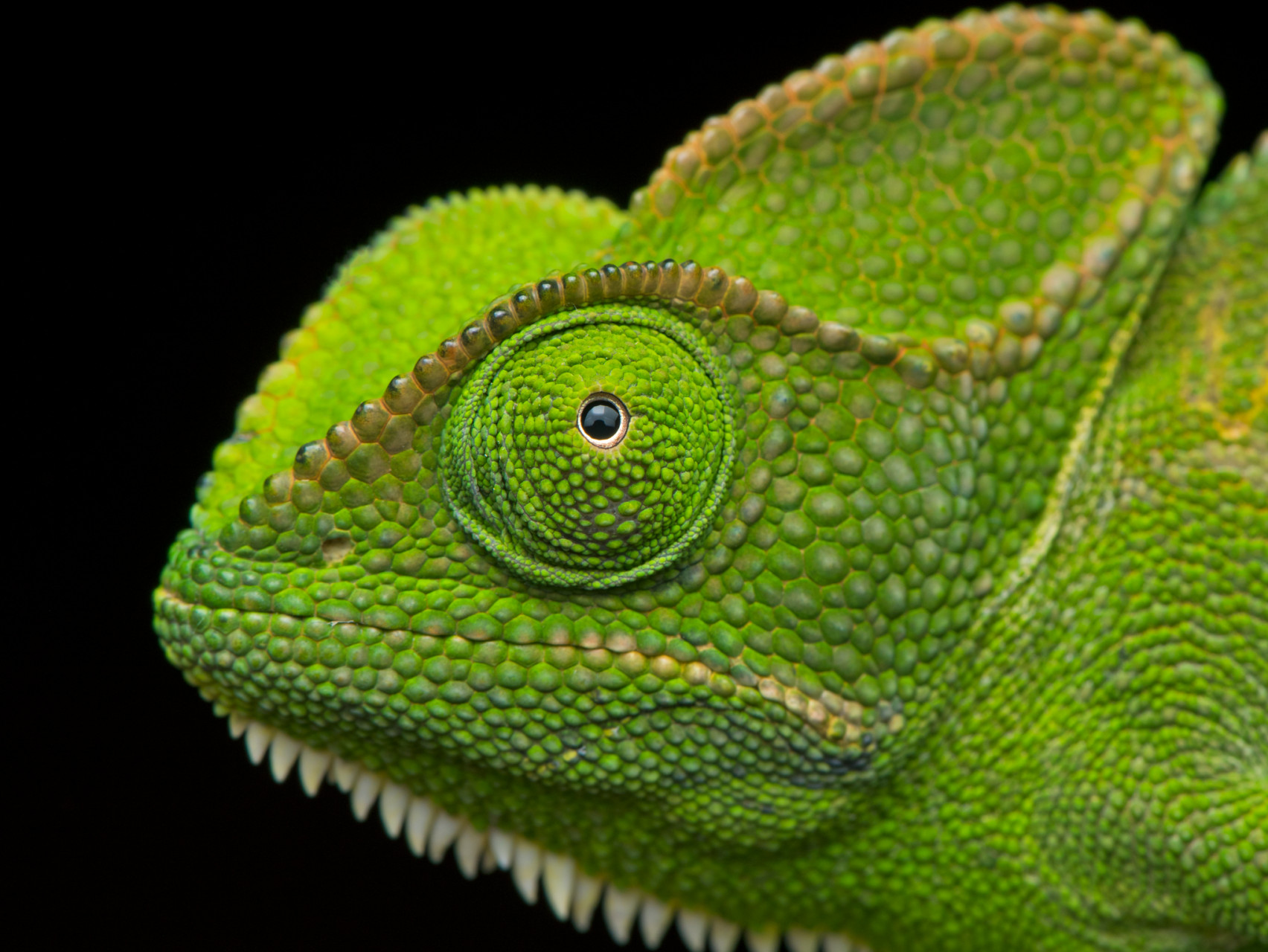 Indian Chameleon