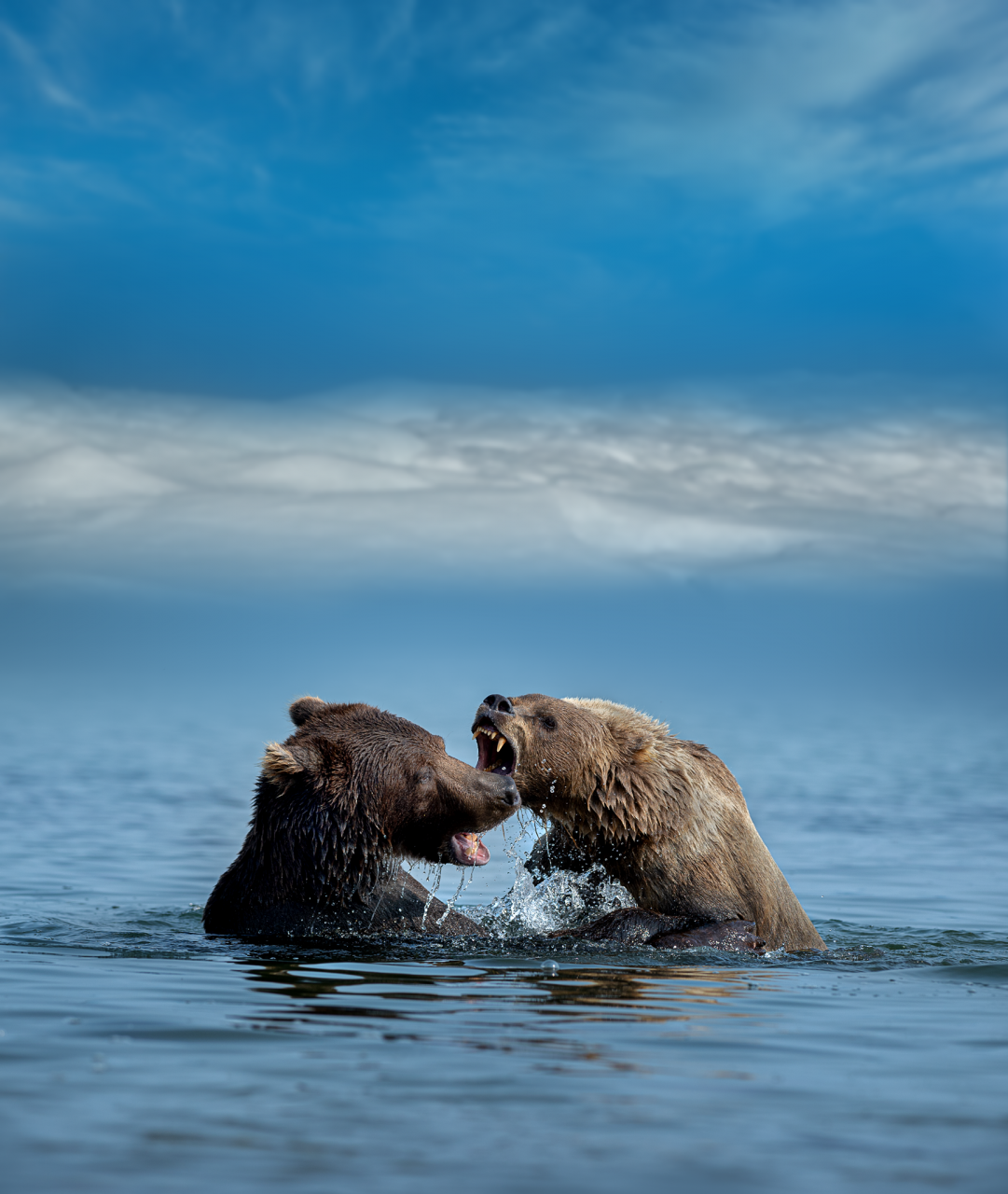 Playful Brown Bear