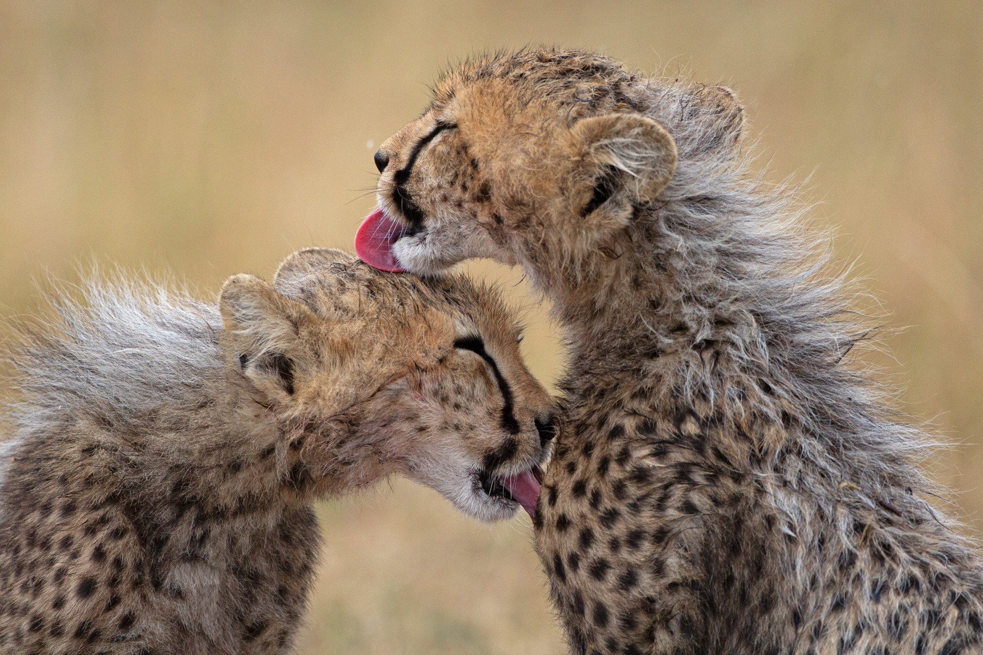 Cheetah Cubs