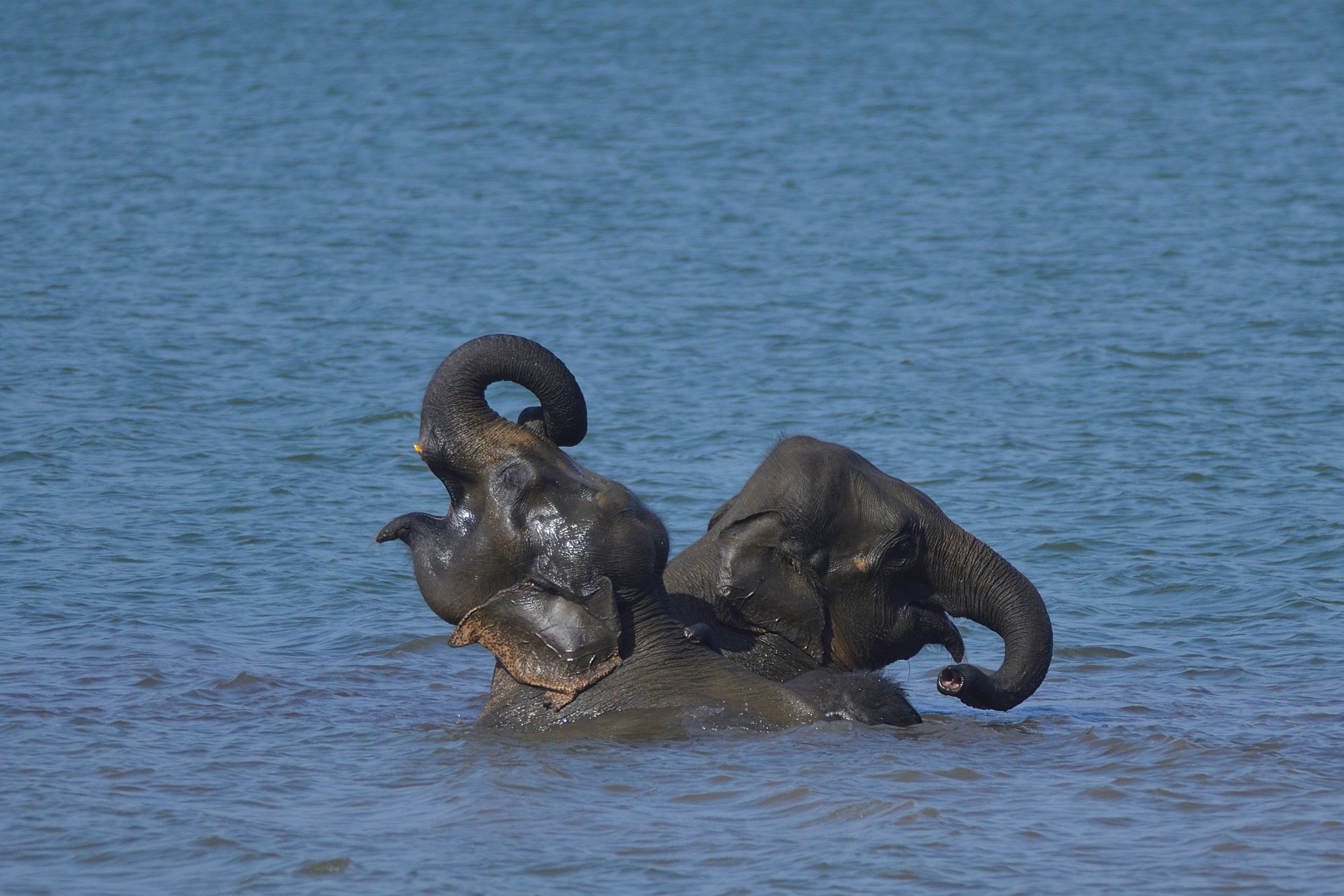 Elephant playing in water