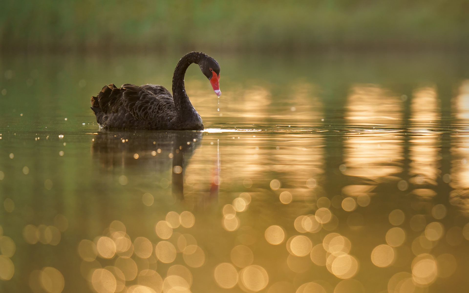 Black Swan