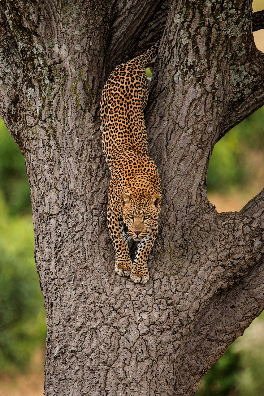 Leopard coming down