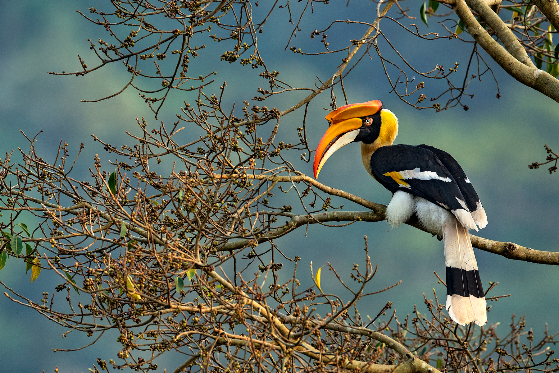 Great Hornbill