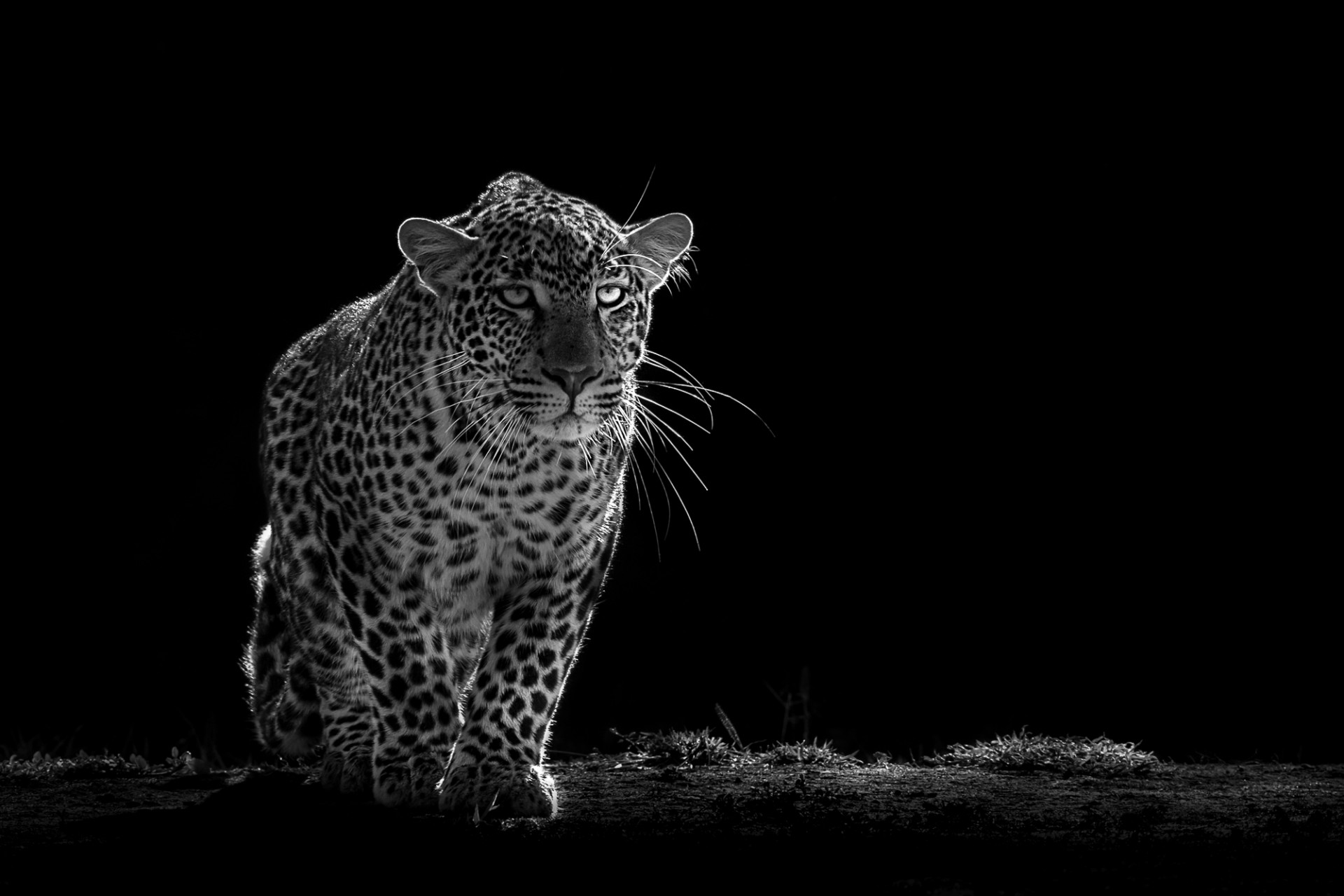 Leopard in black and white