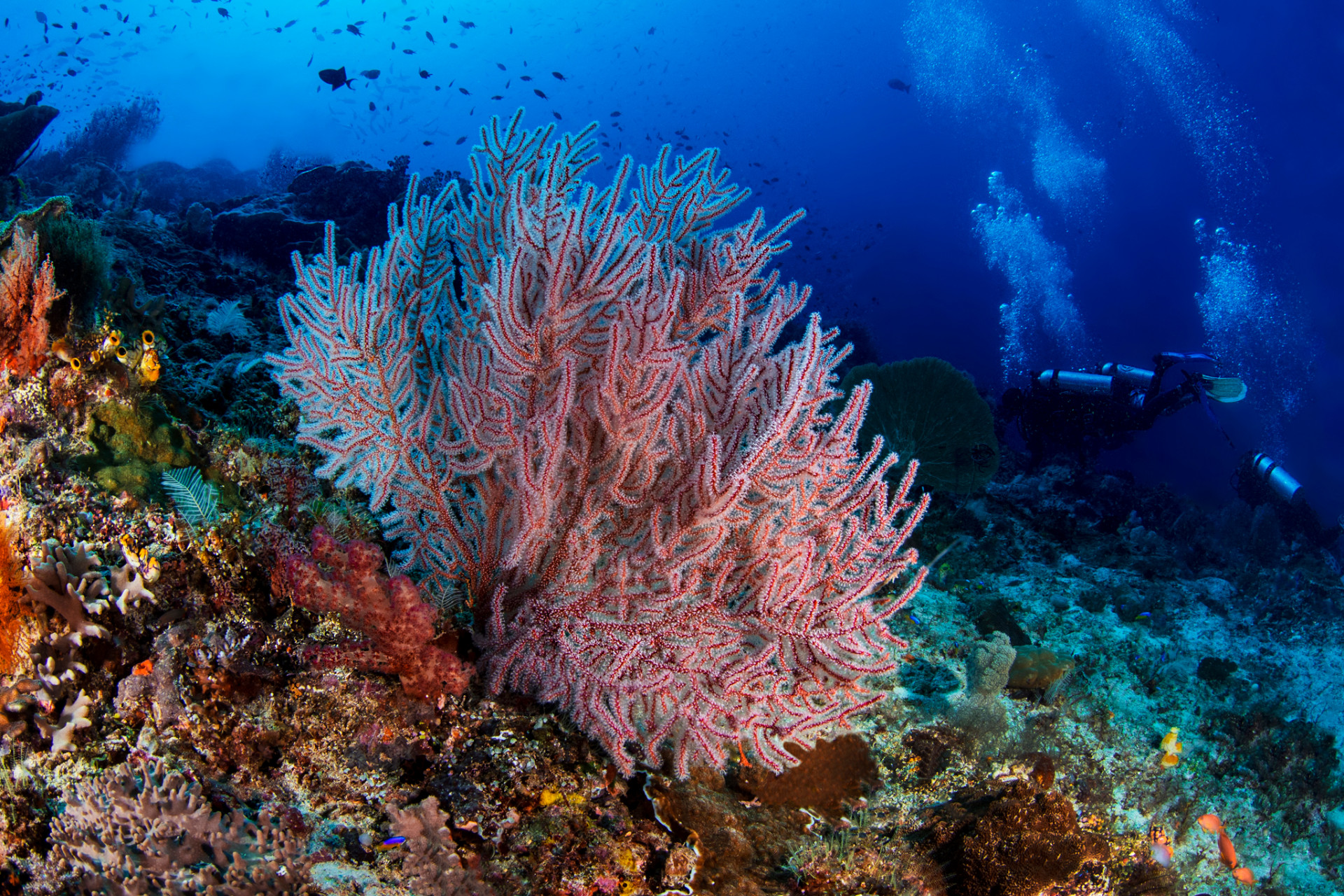 Soft Coral Seascape