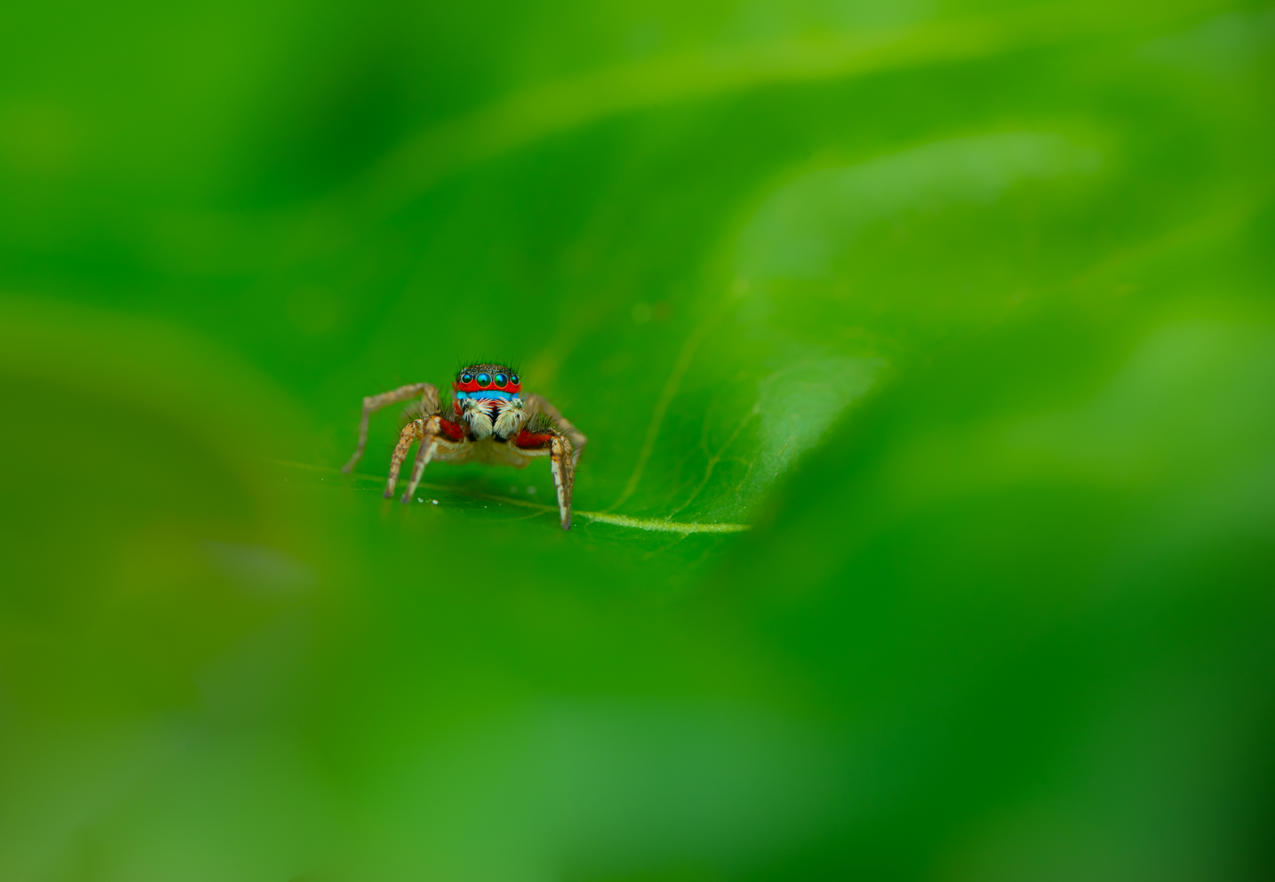 Lessert's rainbow spider