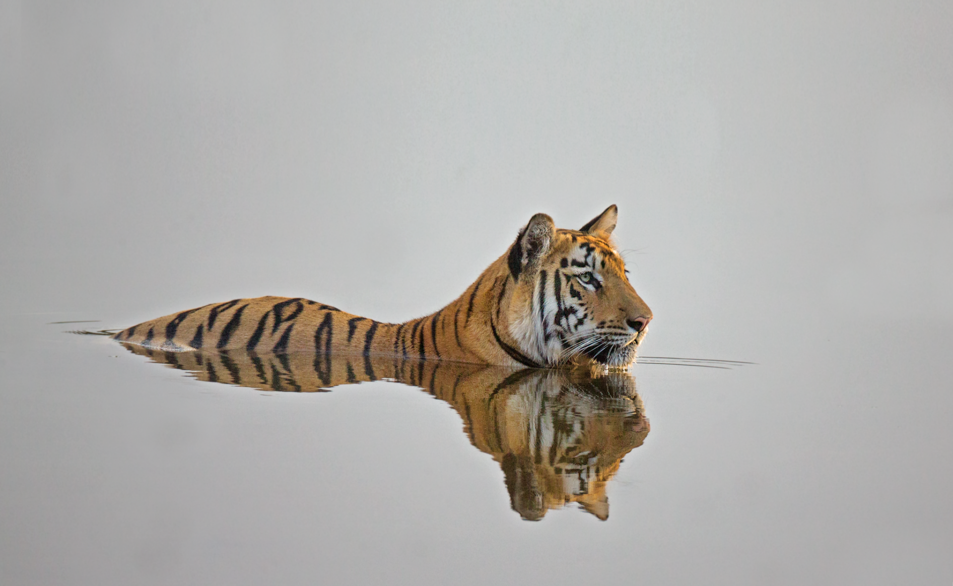 Tiger in water