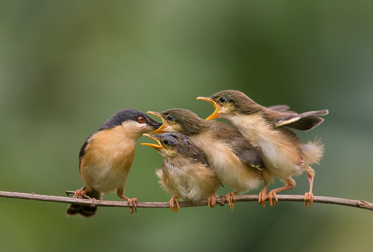 Mother feeding