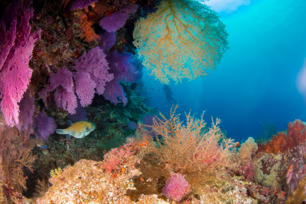 Puffer fish in colourful coral