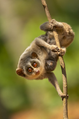 Slender Loris