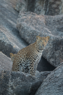 Hidden Leopard