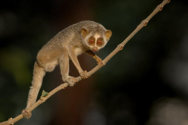 Slender Loris