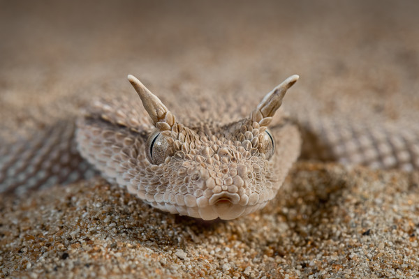 Arabian horned viper