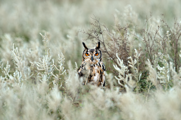 Indian Eagle Owl