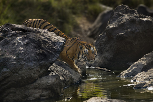 Male Tiger