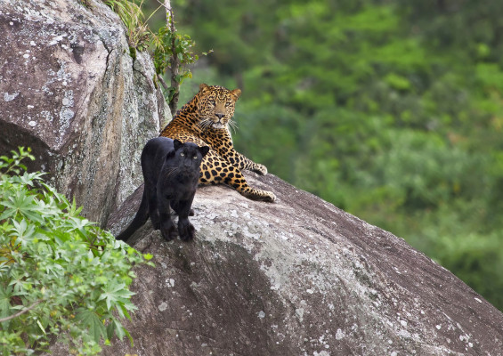 Black Panther and Leopard