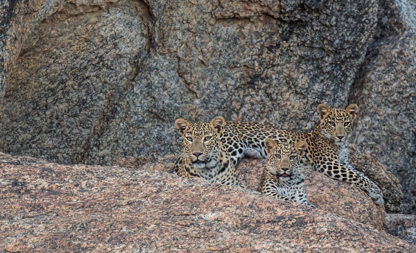 Leopard with cubs
