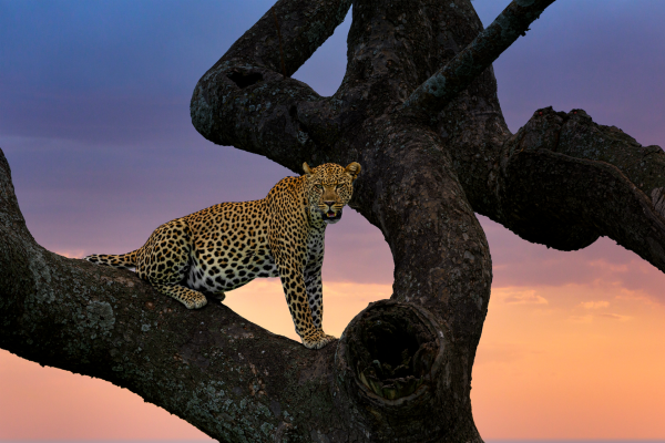 Leopard at Sunset