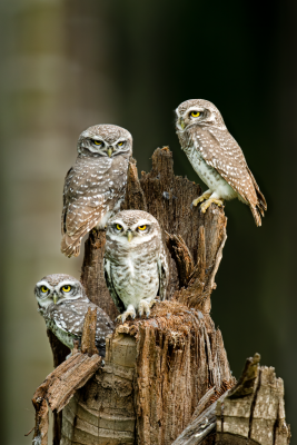 Spotted Owlets