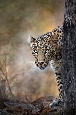 Peeping Leopard