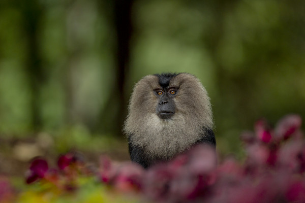 Lion tailed macaque