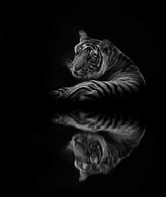 Tiger Reflection