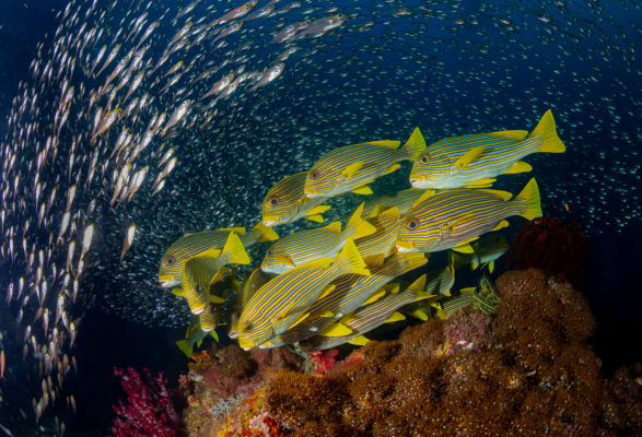 School of Striped Sweetlips