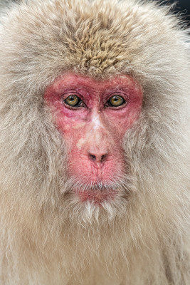 Snow Monkey