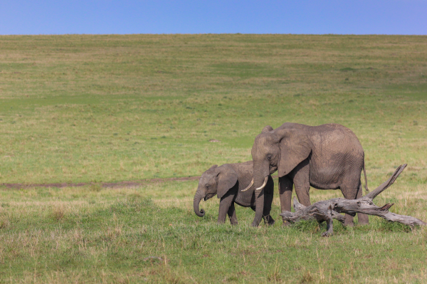 Elephant and calf